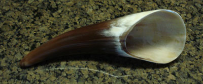 Scraping Cow Horn